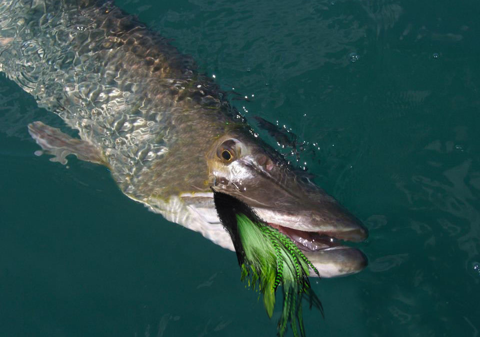 Musky Outing  | Hayward Area  | September 14-15, 2019