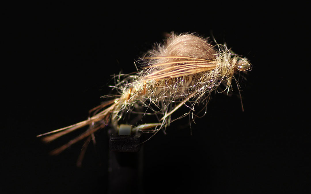 CDC Transitional Nymph